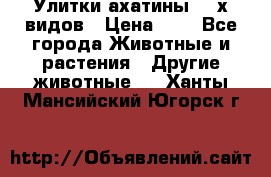 Улитки ахатины  2-х видов › Цена ­ 0 - Все города Животные и растения » Другие животные   . Ханты-Мансийский,Югорск г.